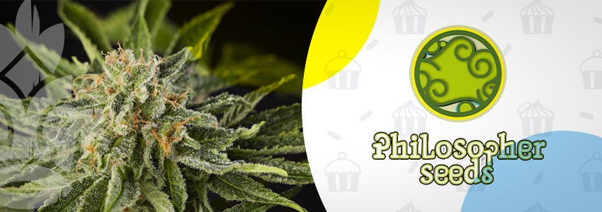 Lemon OG Candy (Philosopher Seeds) feminized